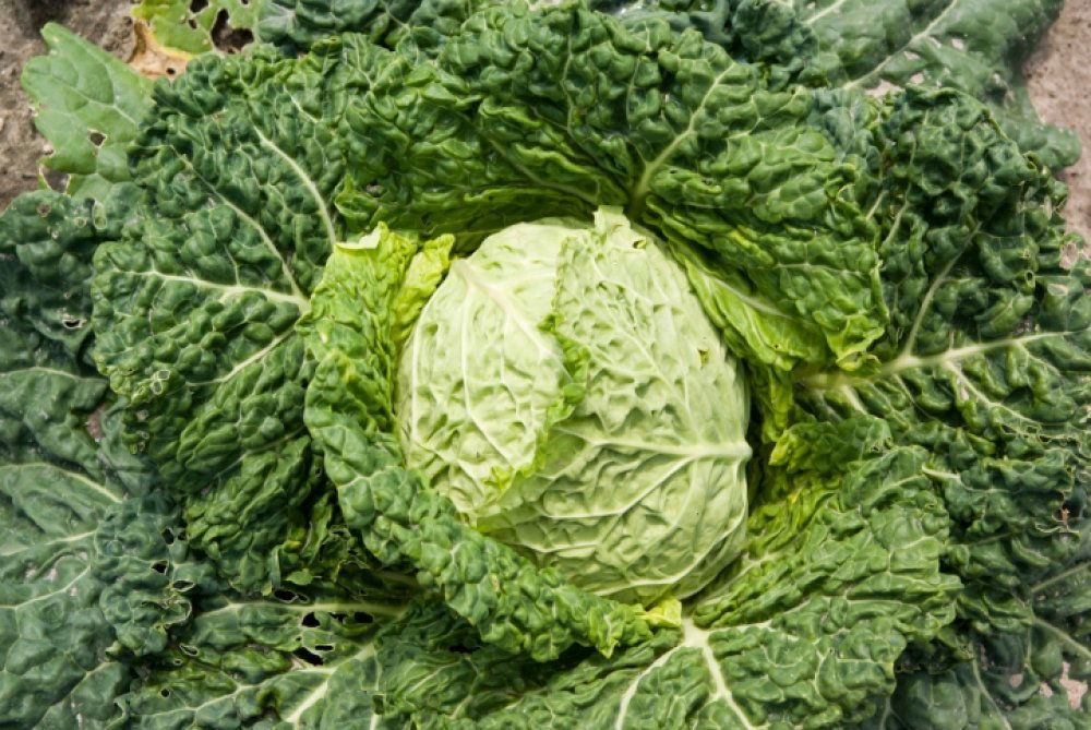 OPG Ivan Martinušić