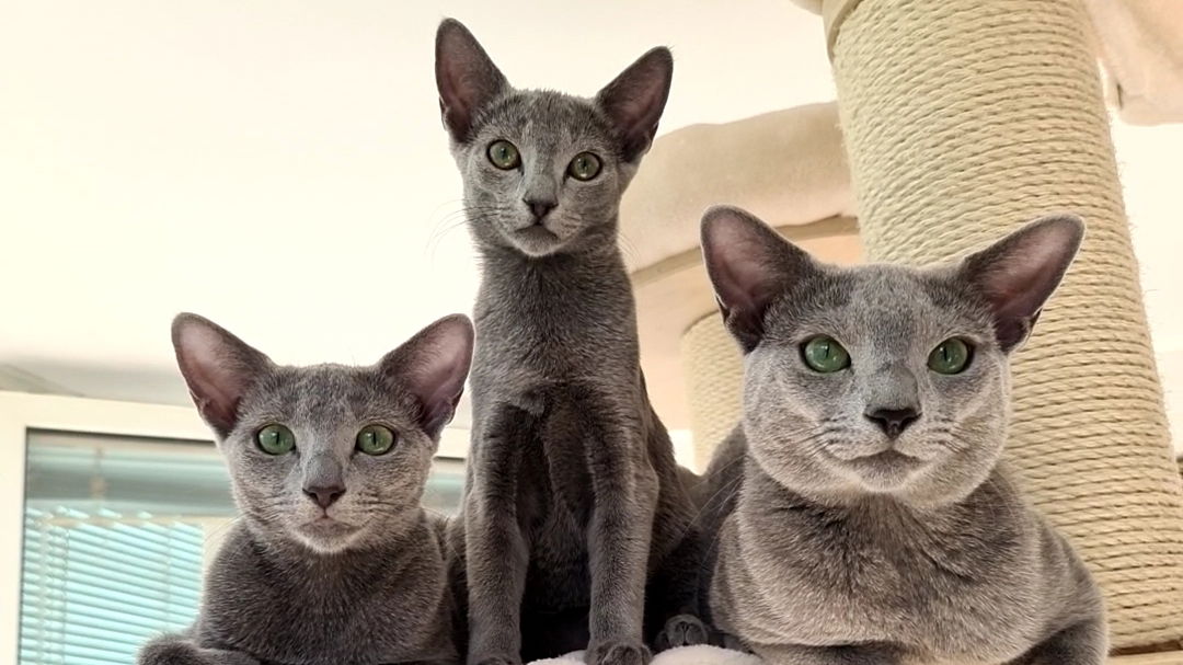 Gojmerac Empire Cattery