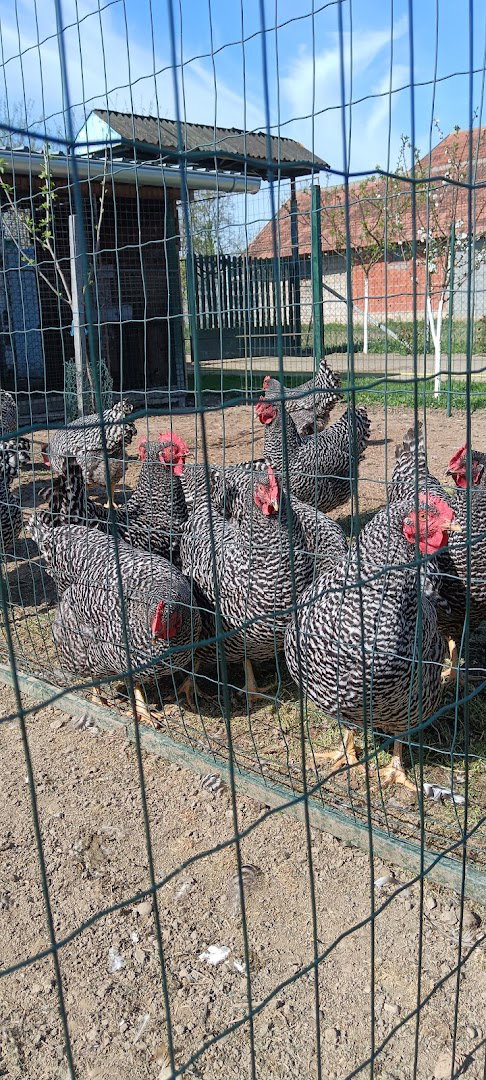 poloprivredno gazdinstvo petrovic zivina