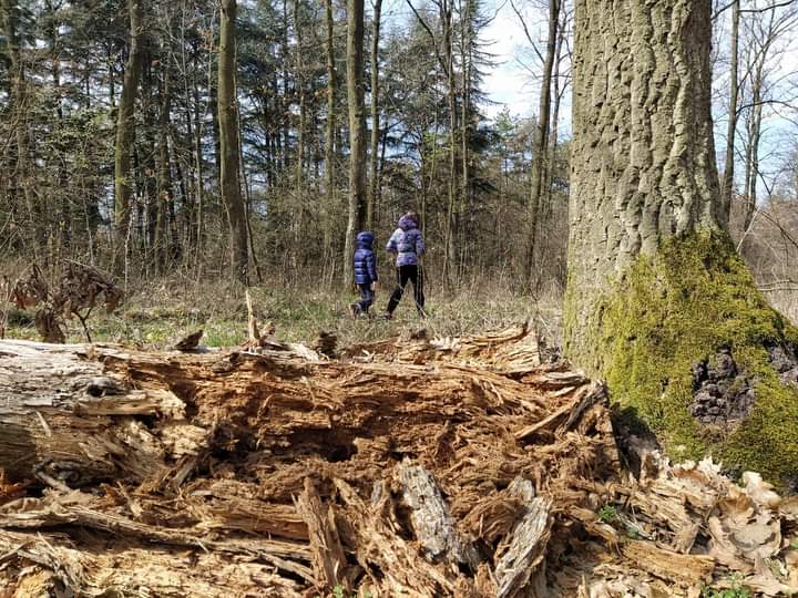 Sremacka Suma Zeleznik