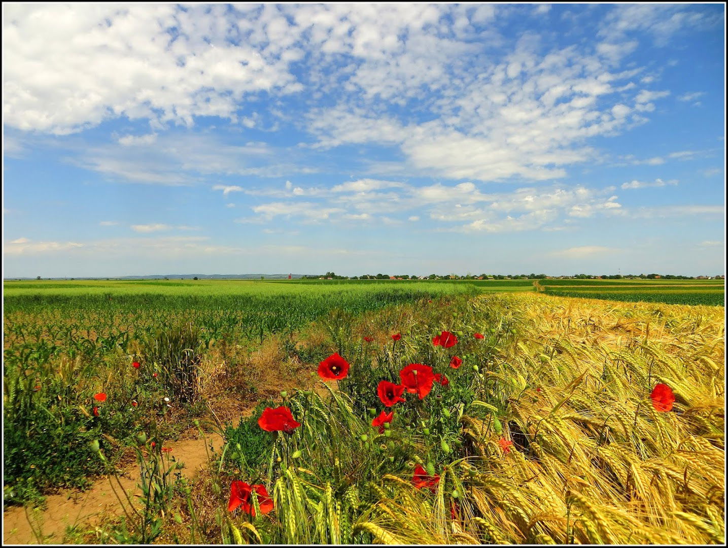 Silosi Dronjak-agrar