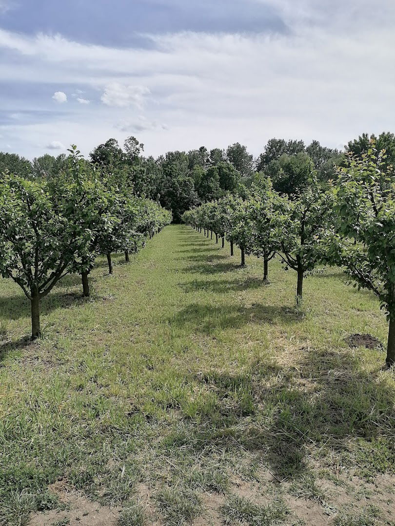 Orchard Ilić