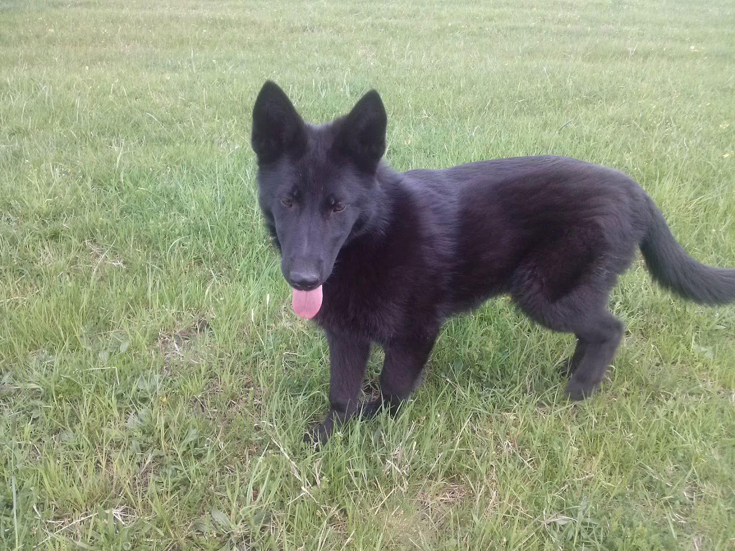 Black german shepherd-PAVLIS