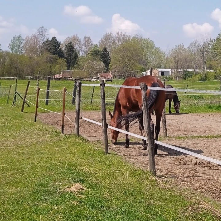 Konjički Klub Saint George