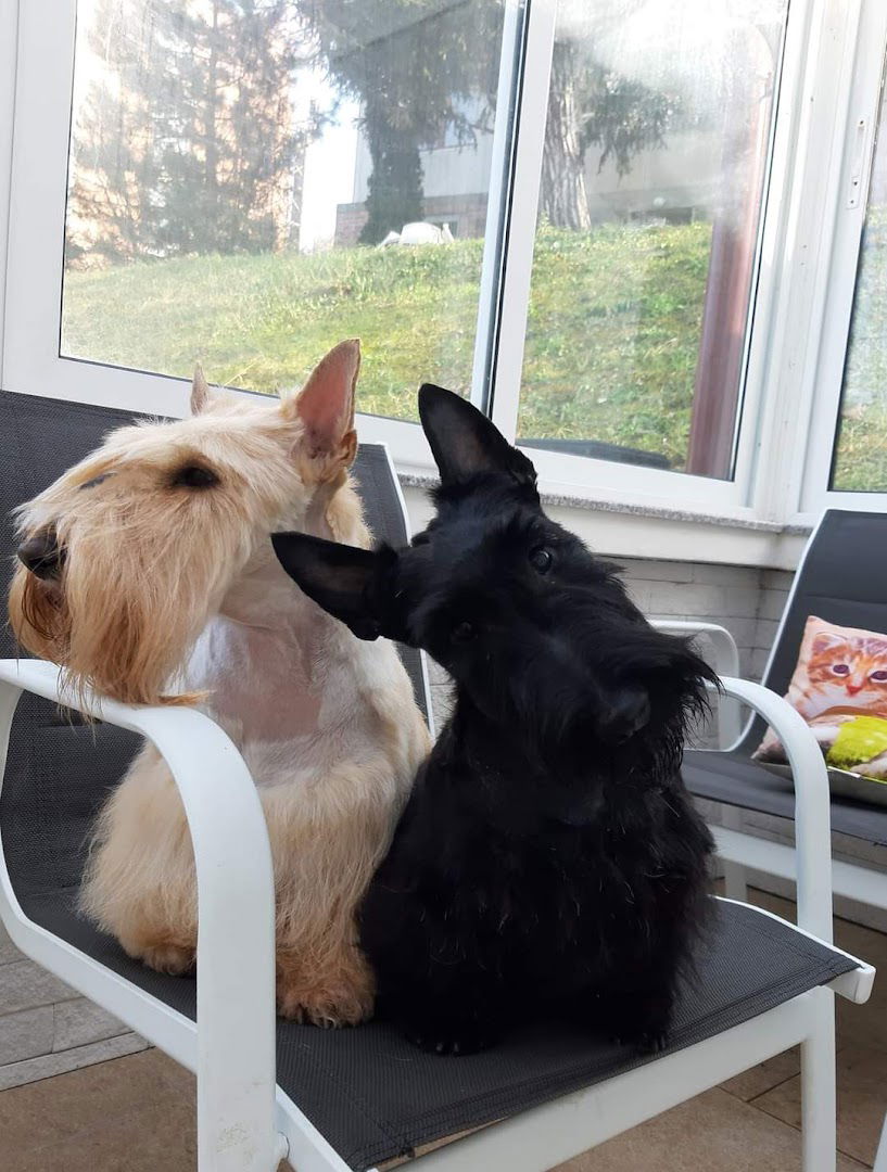 Veterinarska ambulanta GlamVet