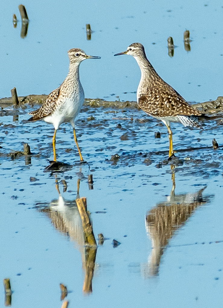 Taložnici šećerane Kovačica (Birding place)