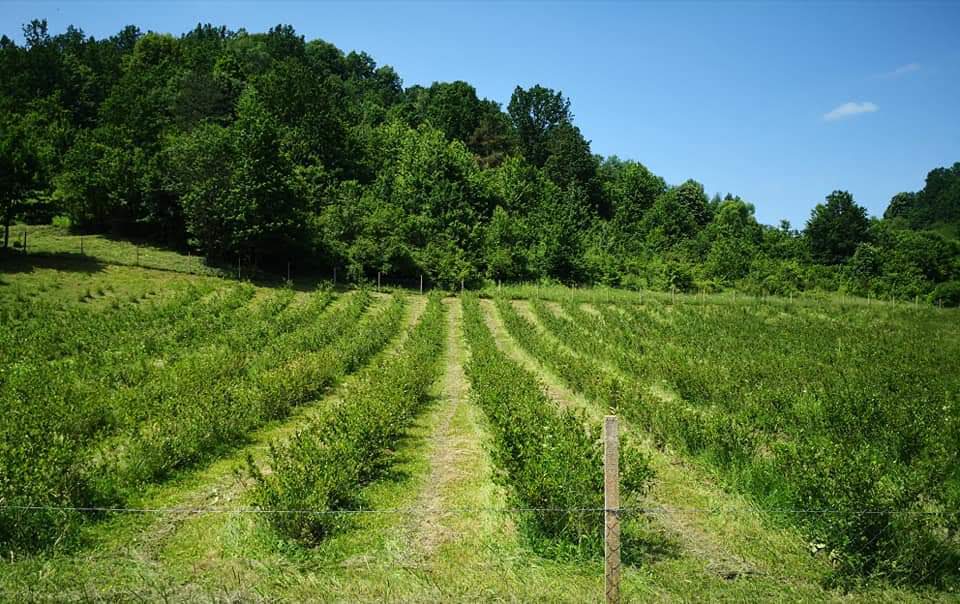 OPG Ćordaš - uzgoj Aronija