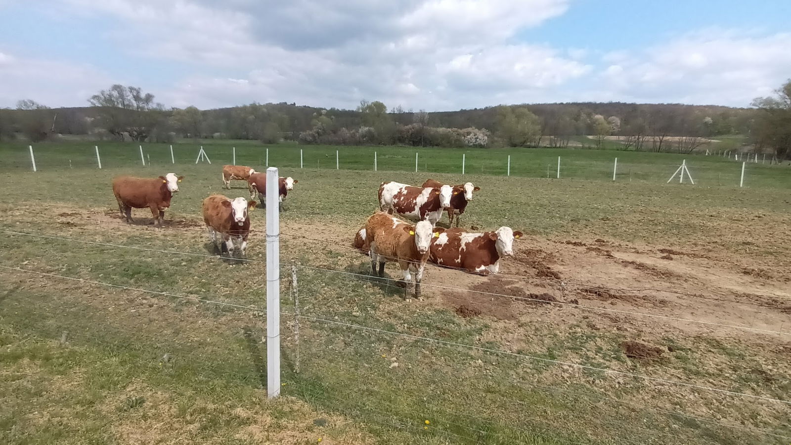 Osijek Vojakovački cemetery