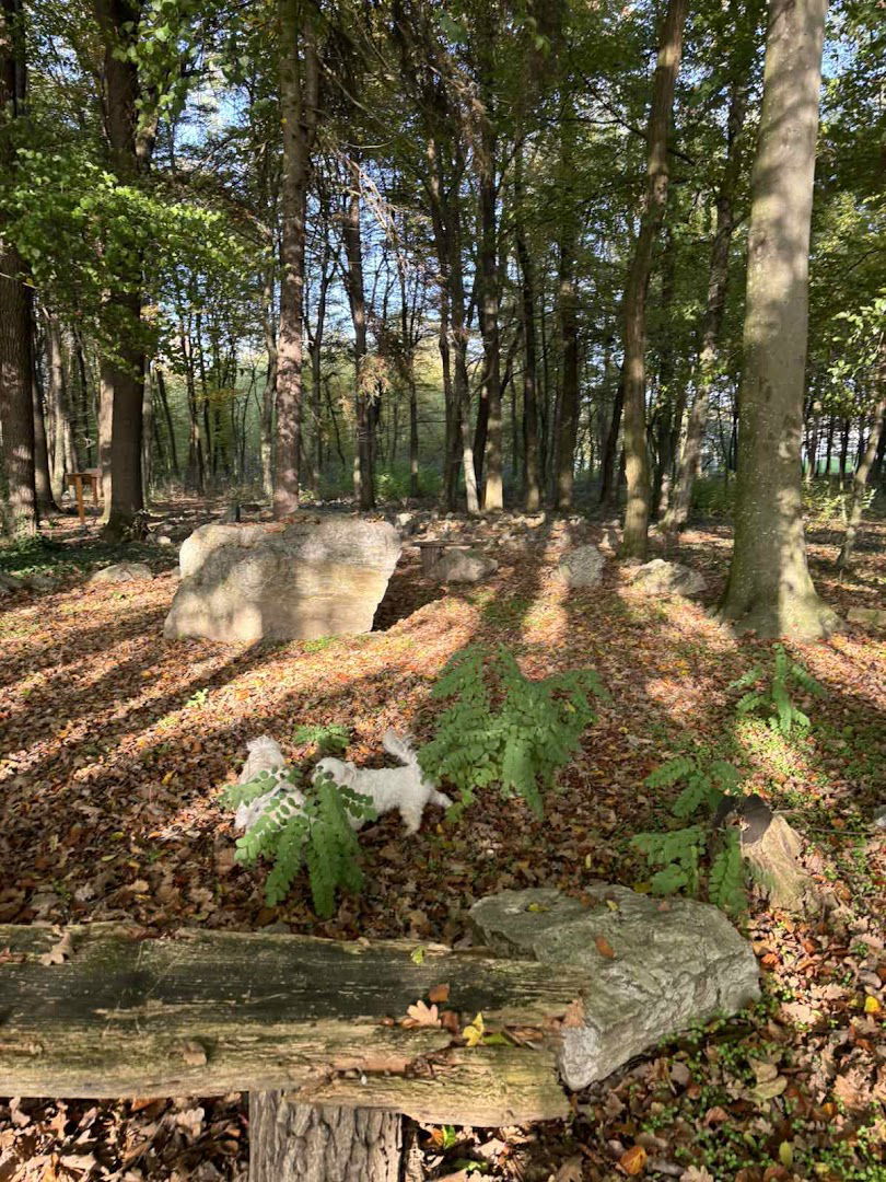 Igralište zelene medvedine