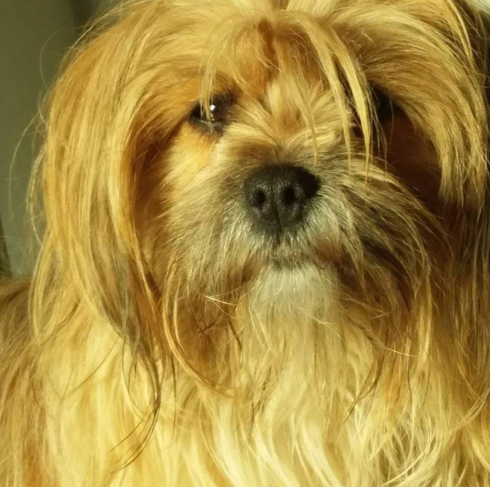 Semperavet veterinarska ambulanta