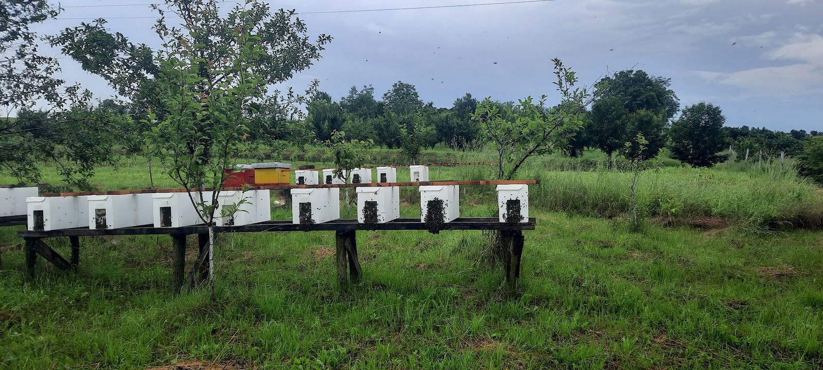 Pcelinjak SIMEUNOVIĆ 🍯🐝