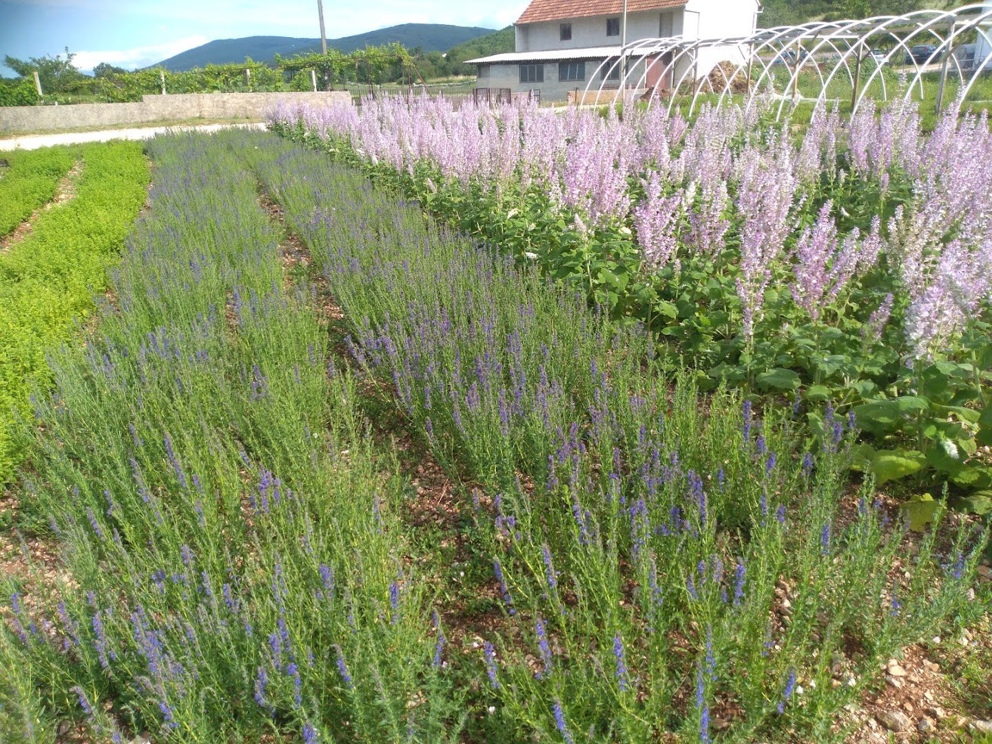 Soldo Mont d.o.o. Essentials oils:immortelle oil, inula g. oil, laurel oil...