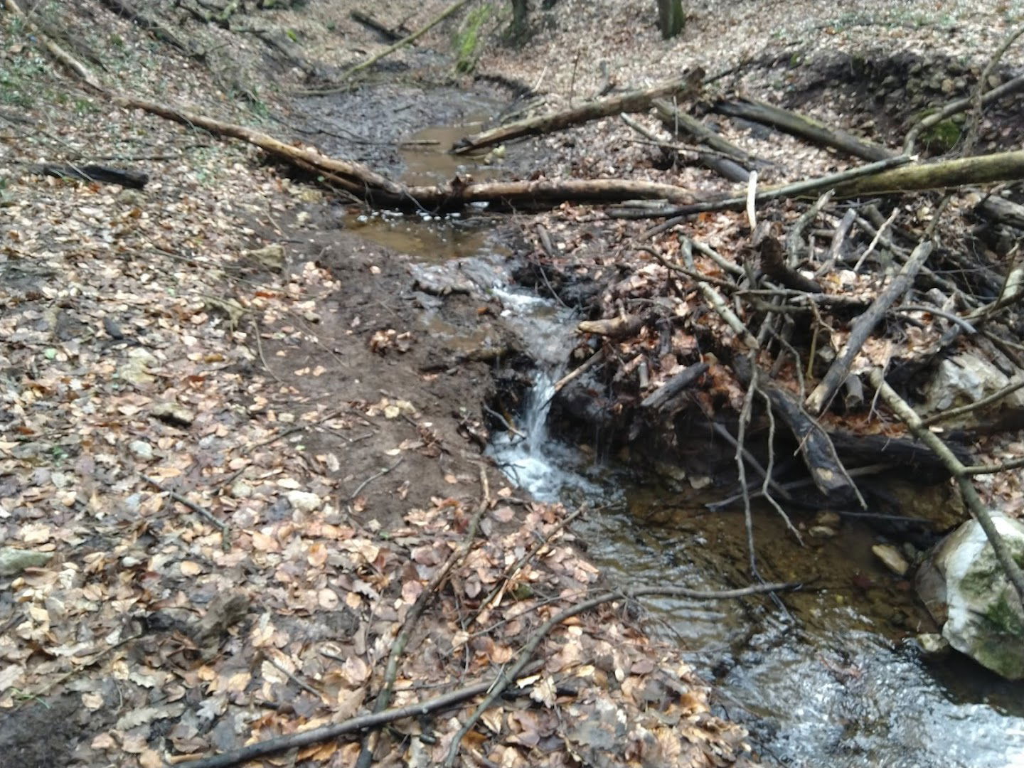 Стена обрасла маховином