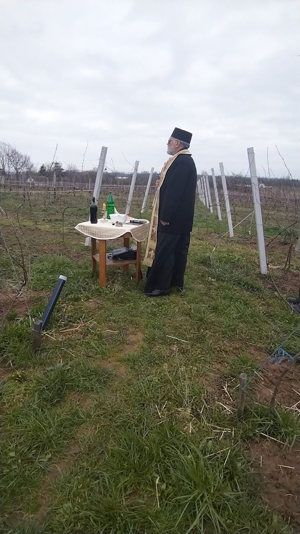 Виноград "ЧАПАЈЕВ"