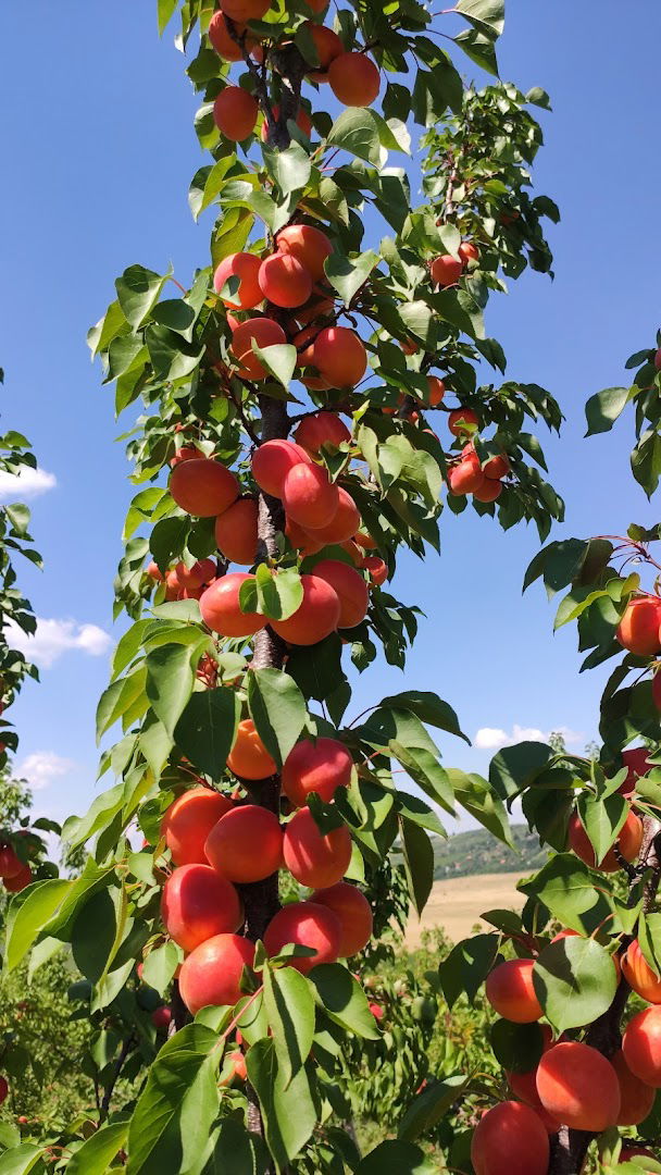Пољопривредно газдинство Аџић