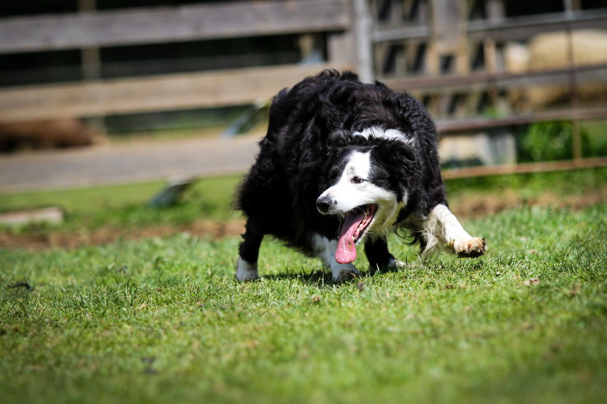 QUINCESAM , Amir Fazlić