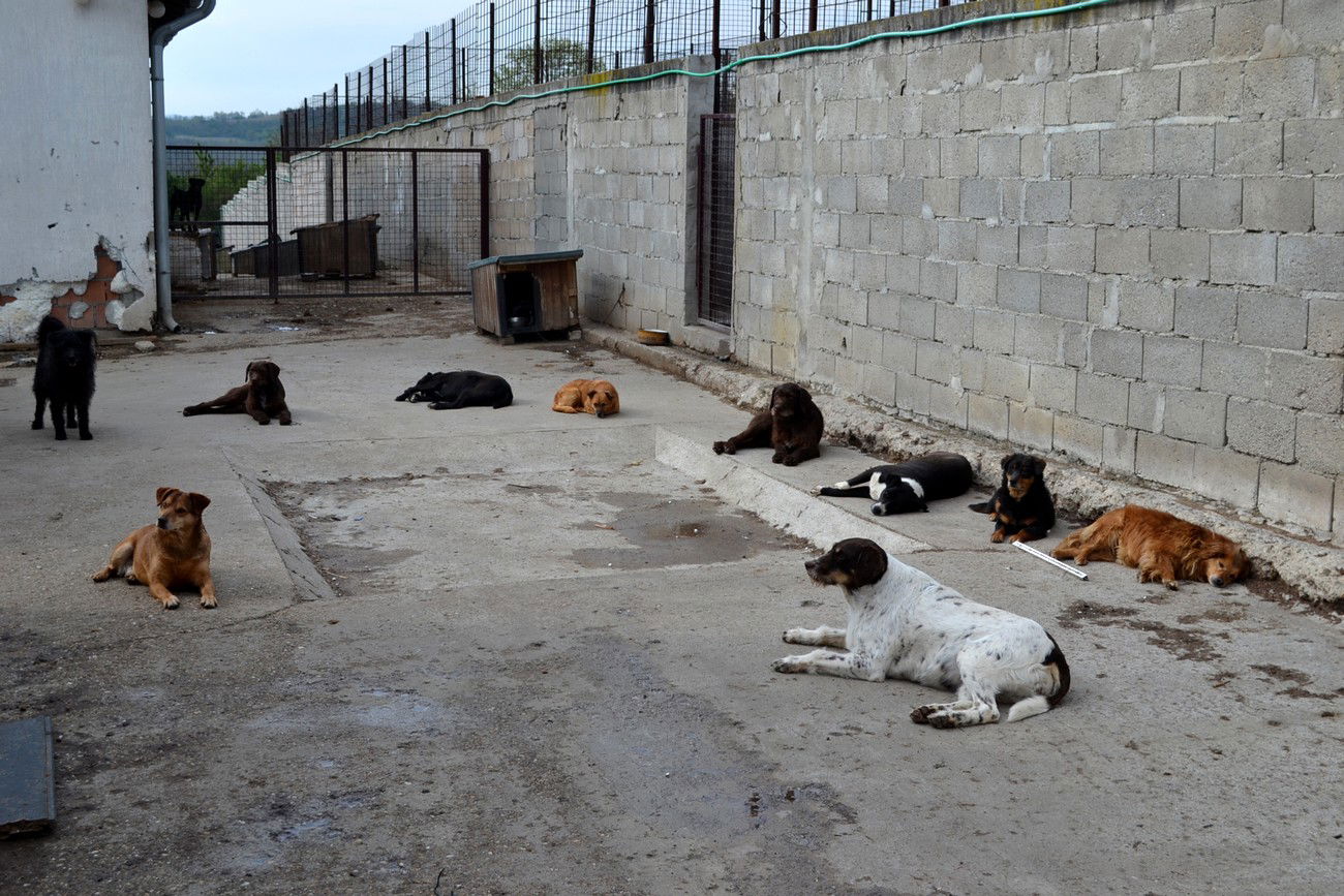 Dog Rescue Shelter, Serbia