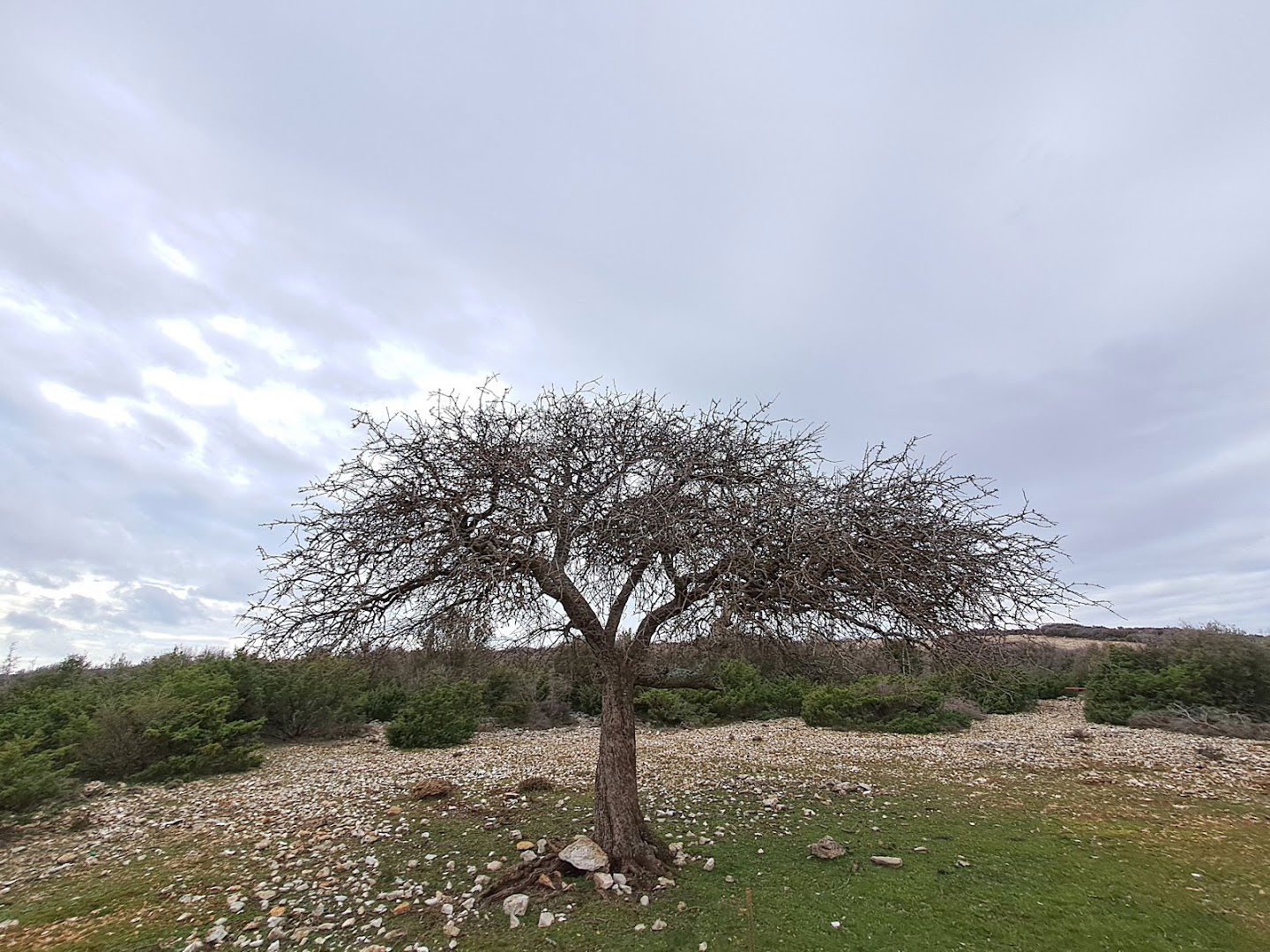 Spomenik prirode - Divlja kruška