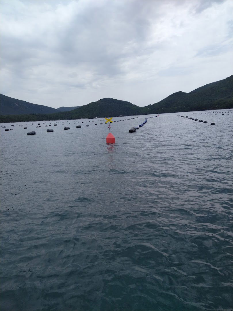 OYSTER AND MUSSELS FARM "MIHOČEVIĆ"