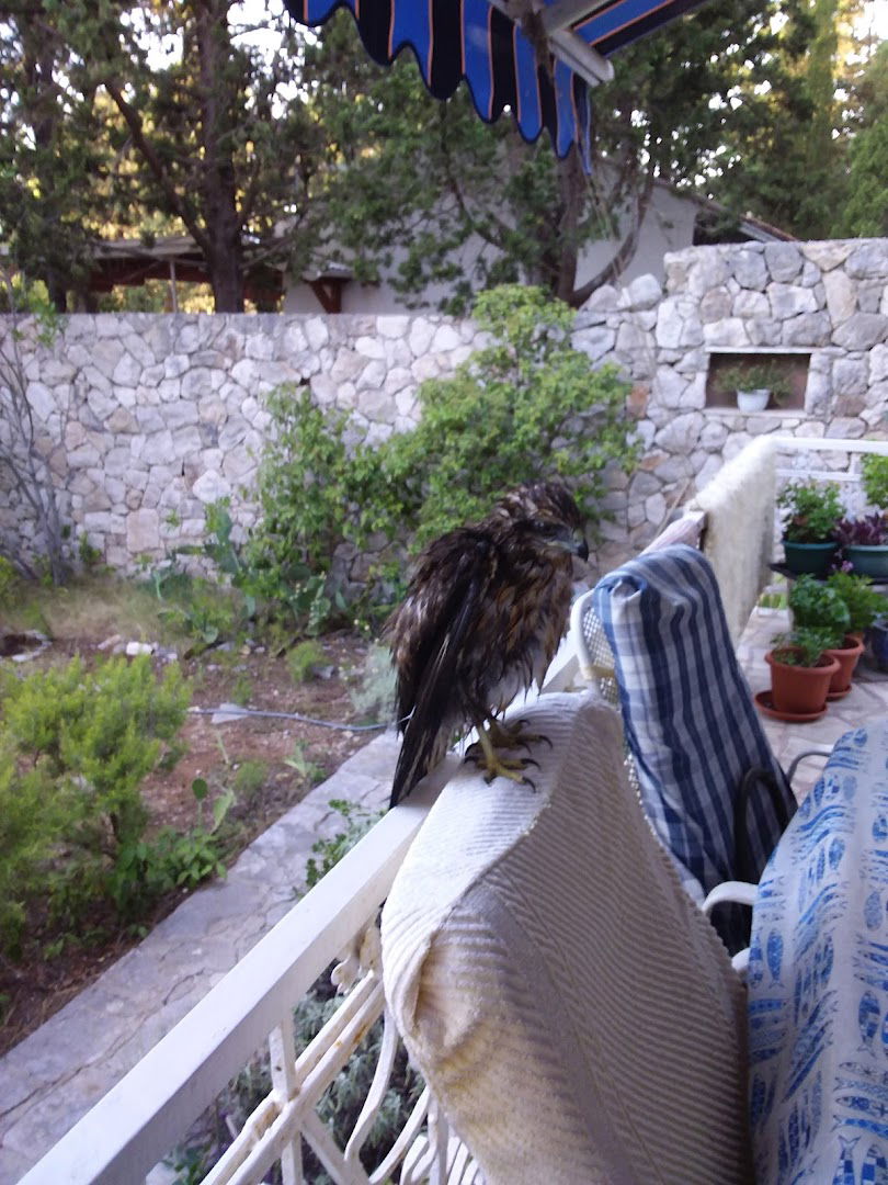 Roščić Stipe pok.Mije (Milan Jozin), Oranica