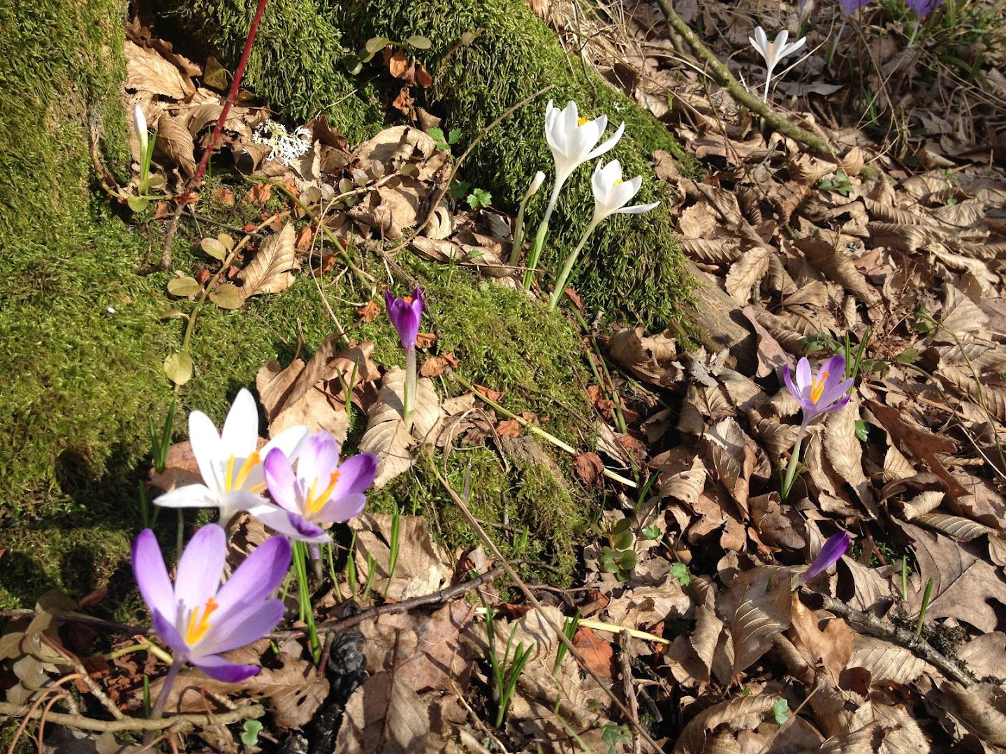 Hrvatske šume d.o.o. Šumarija Lipik