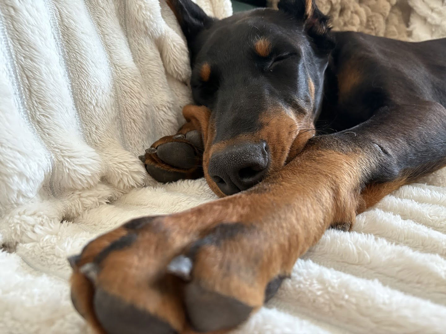 Di Orao doberman kennel