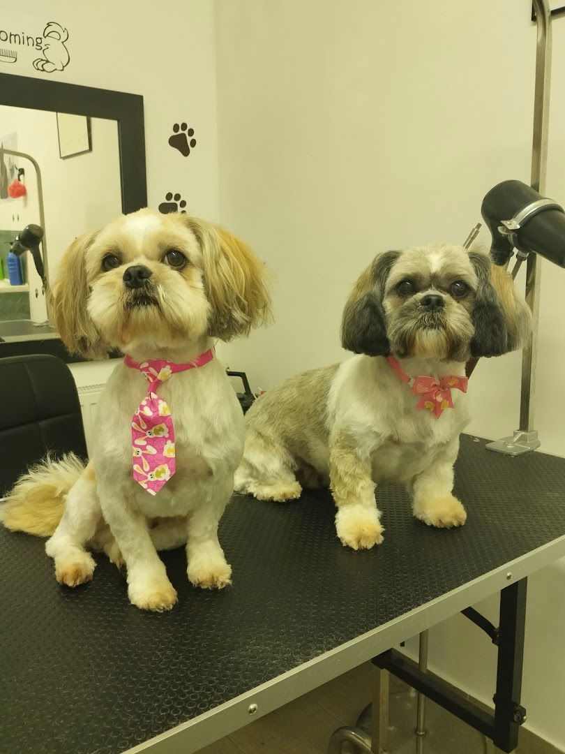 Medenko, obrt za šišanje pasa