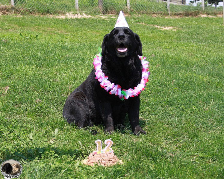 Noa Land - labrador retriever kennel