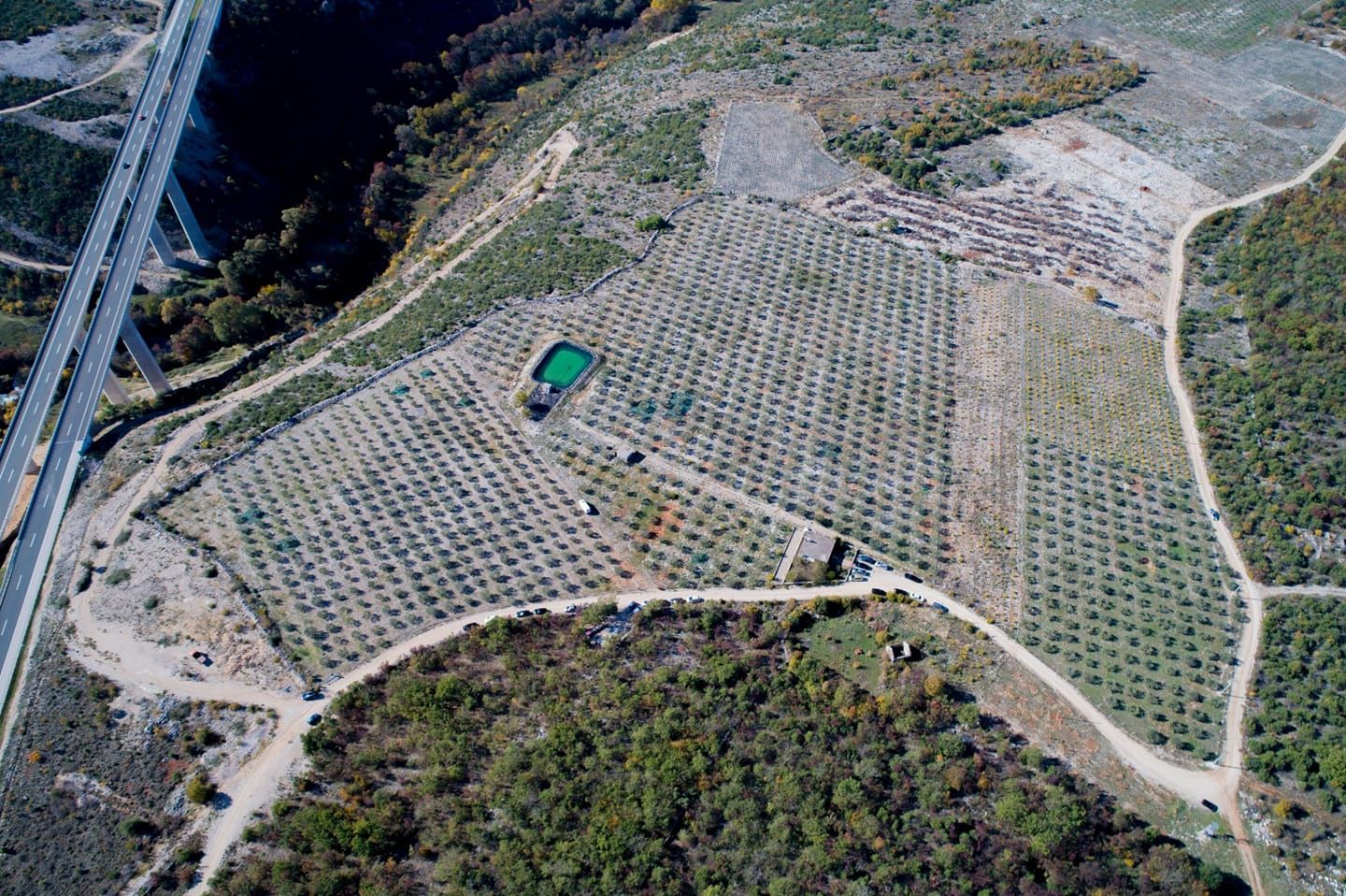 Proof Masline / Proof Olives