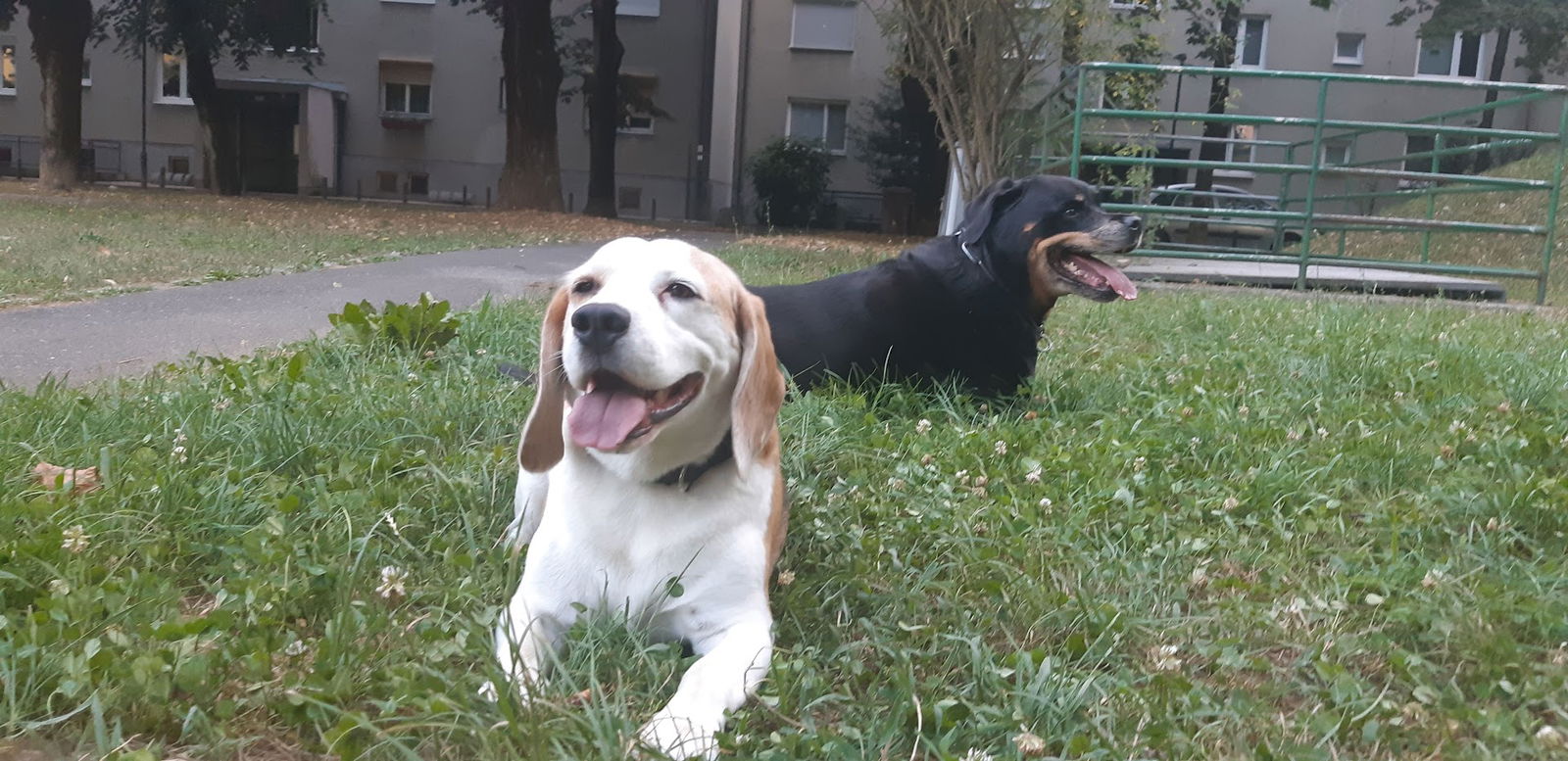 Veterinarske storitve, Tadej Zemljič s.p.