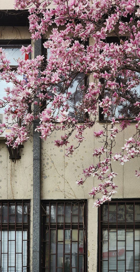 Gradski centar za socijalni rad Zemun