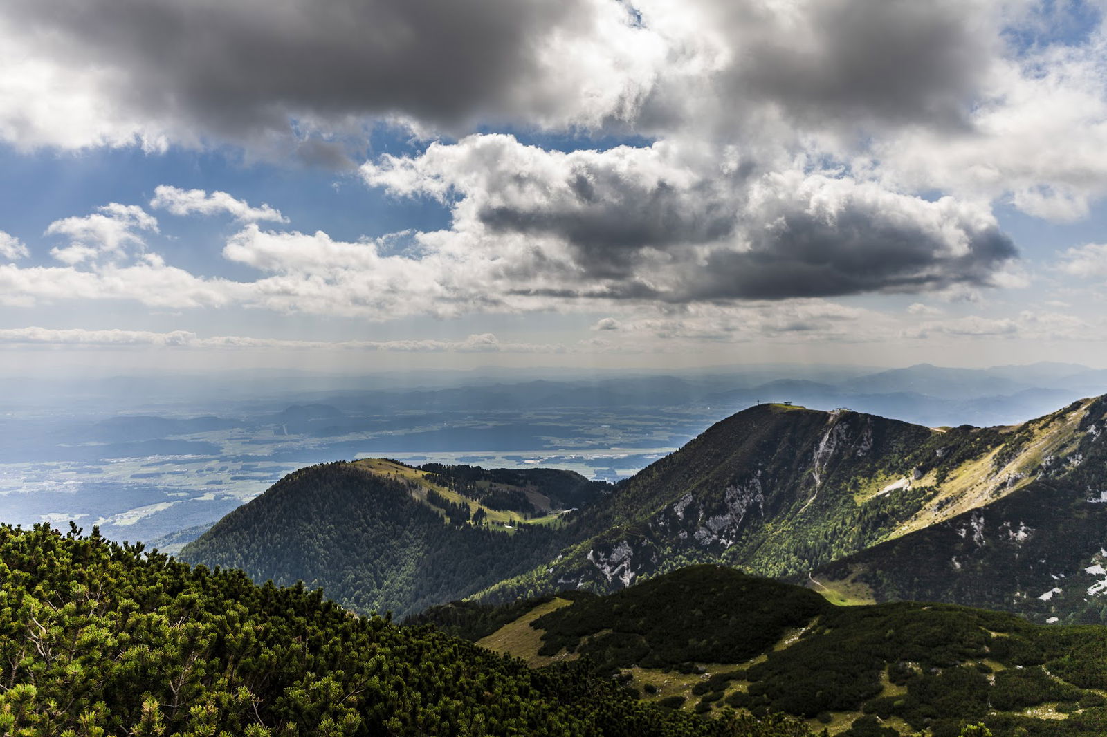 Košutna