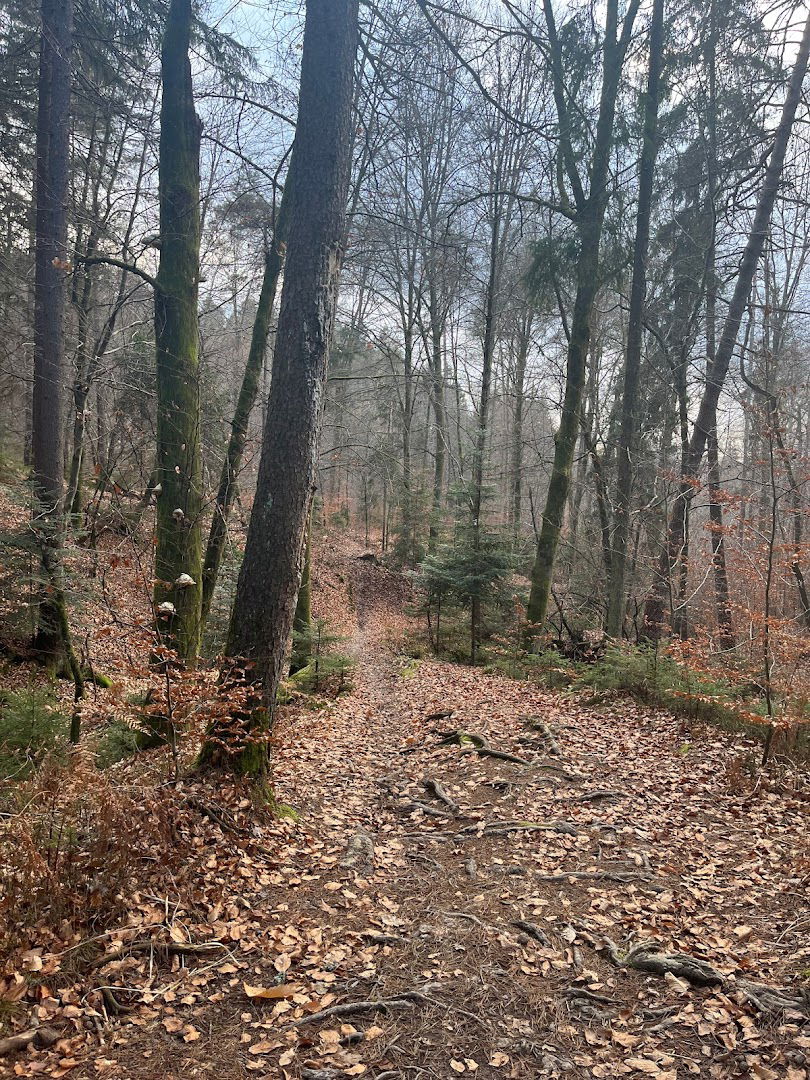 Path to Črnuče trails