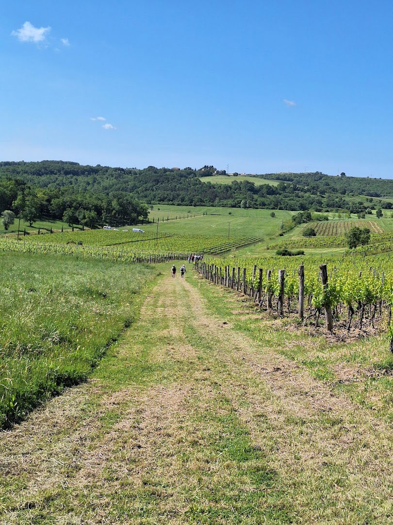 Santa Lucia vineyard