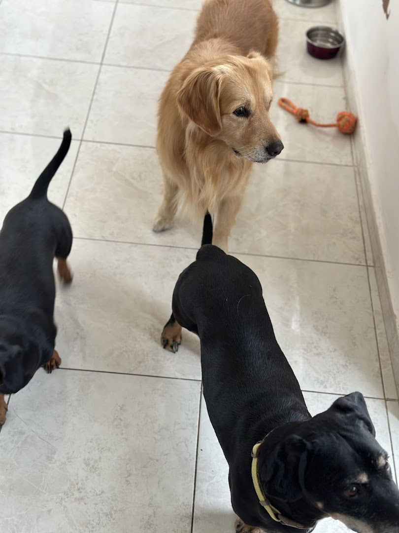 Pet taxi Nata i Mata