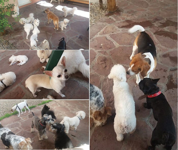 Hotel za pse Vozdovac