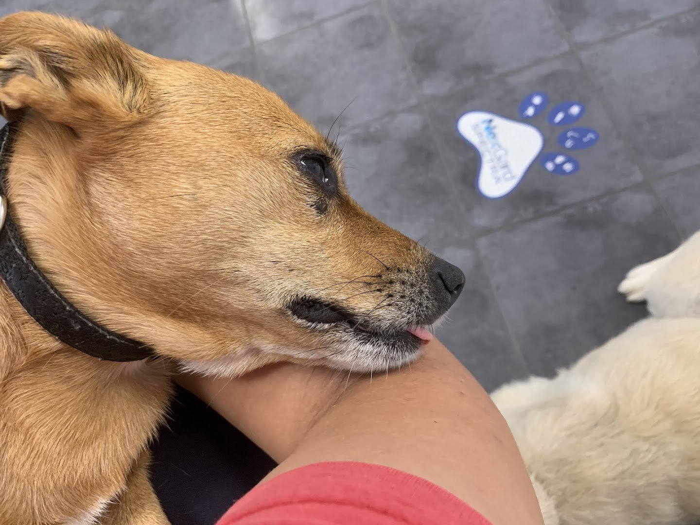 Veterinarska ambulanta Vet Life - Veterinarke