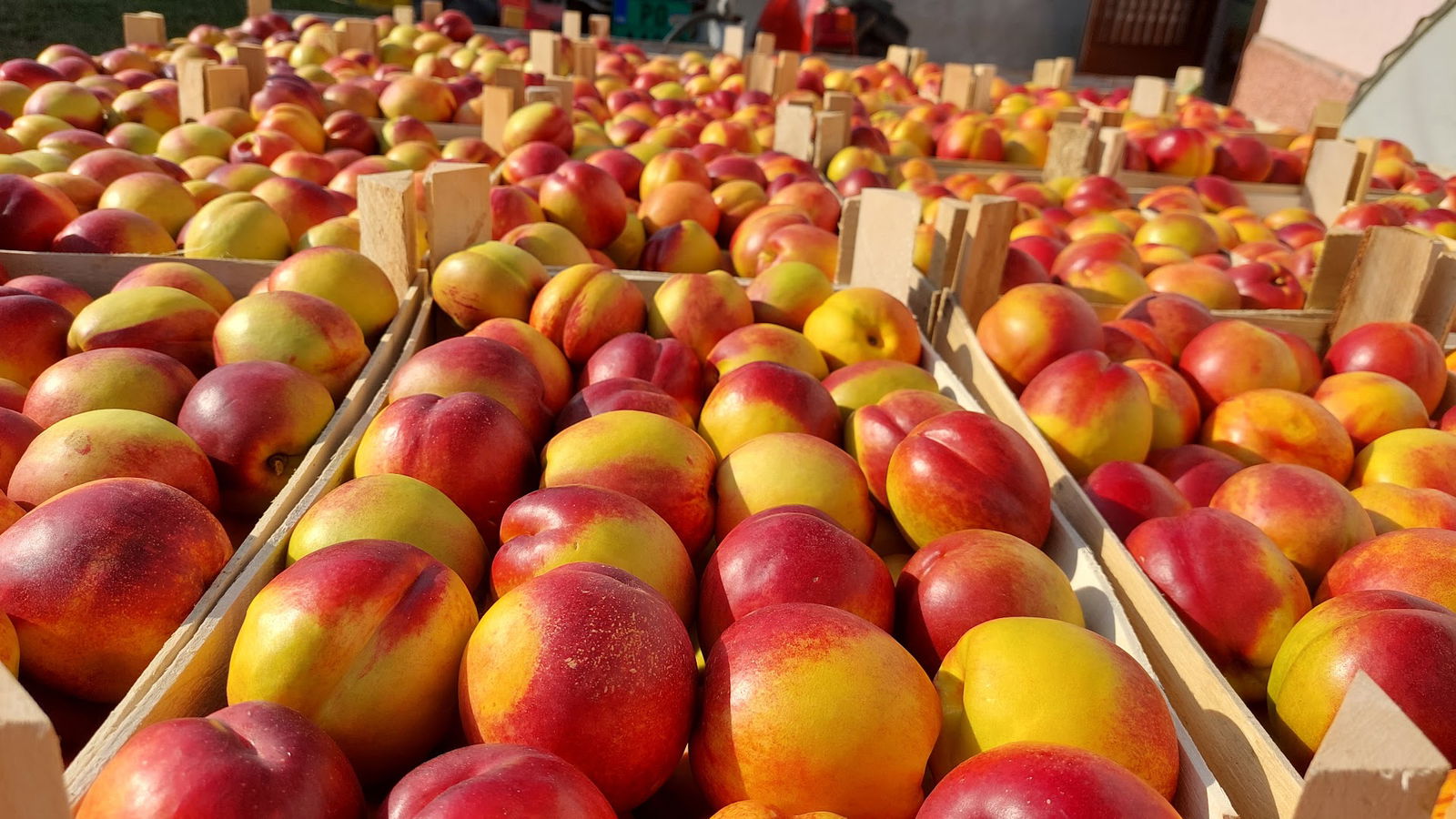 Poljoprivredno gazdinstvo Kojic