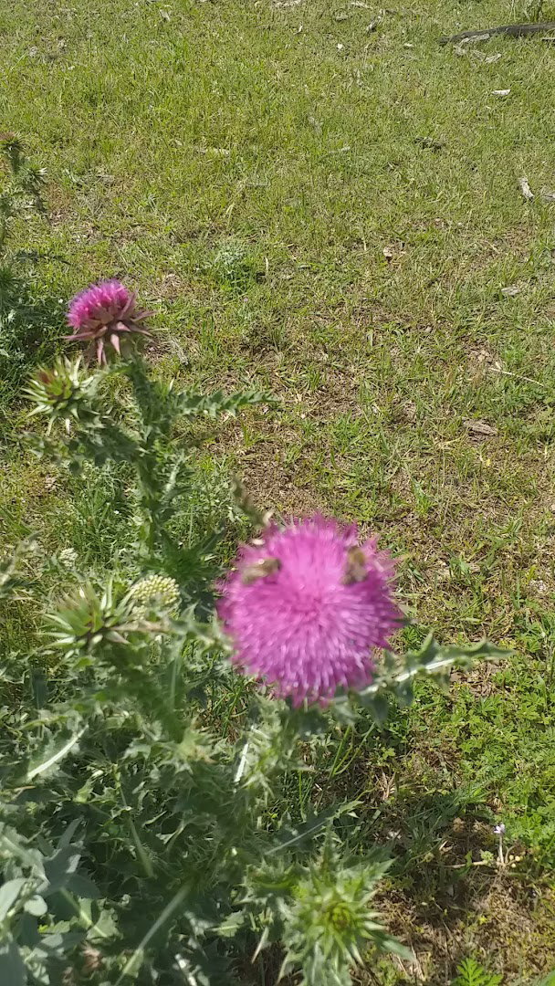 Pčelinjak Aleksandar