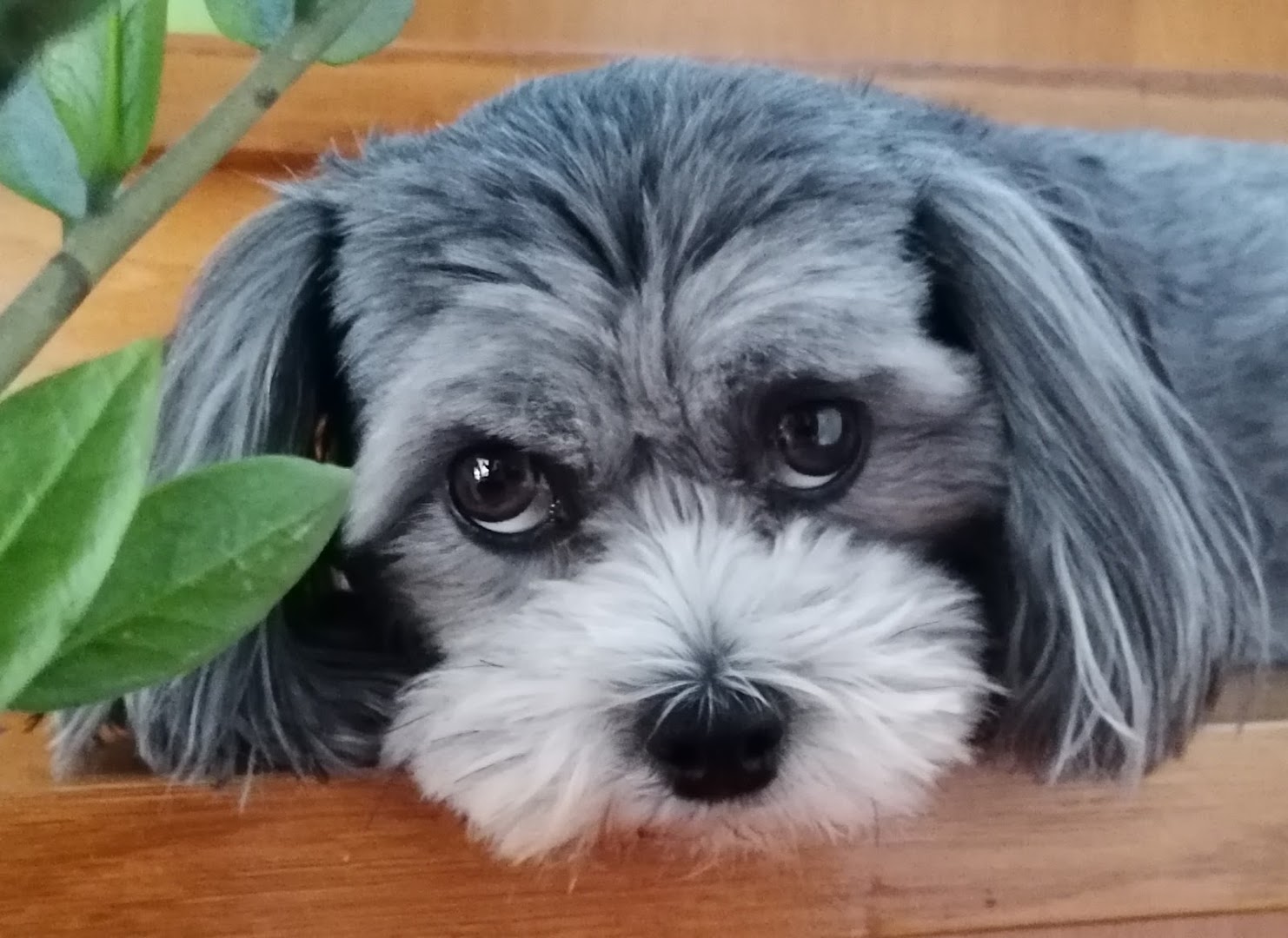 veterinarska stanica Horvat