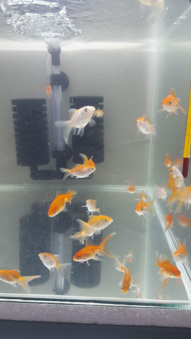 Akvarijumske ribice Banja