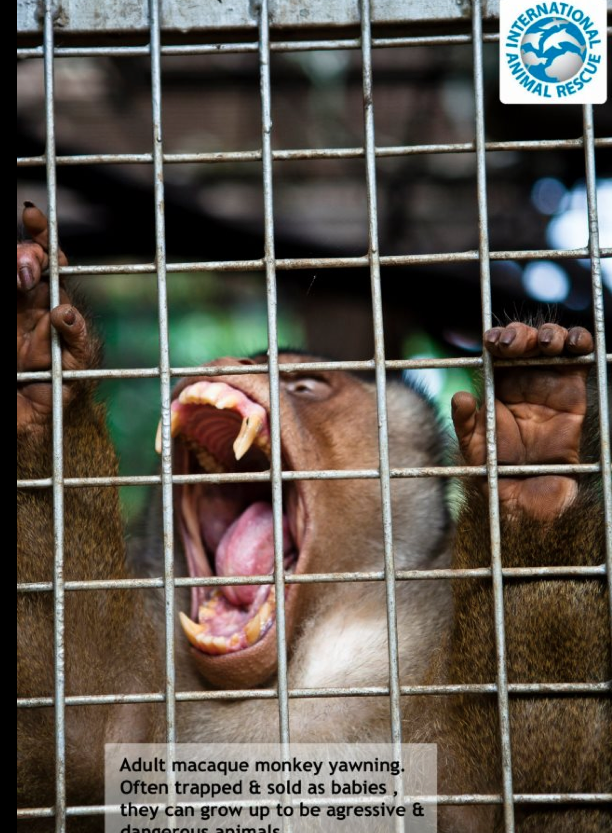 Dubrava Farm & Animal Rescue