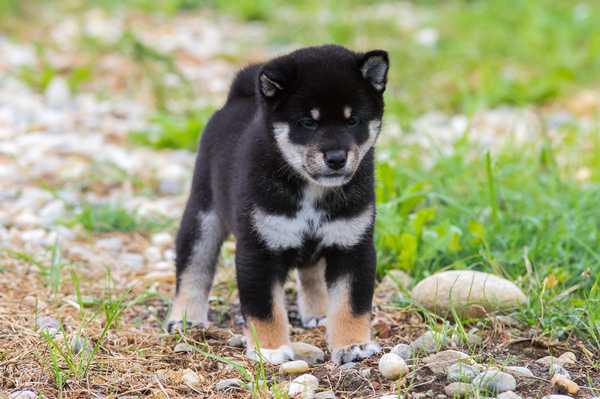 Izumi Kohan Sou Kennel