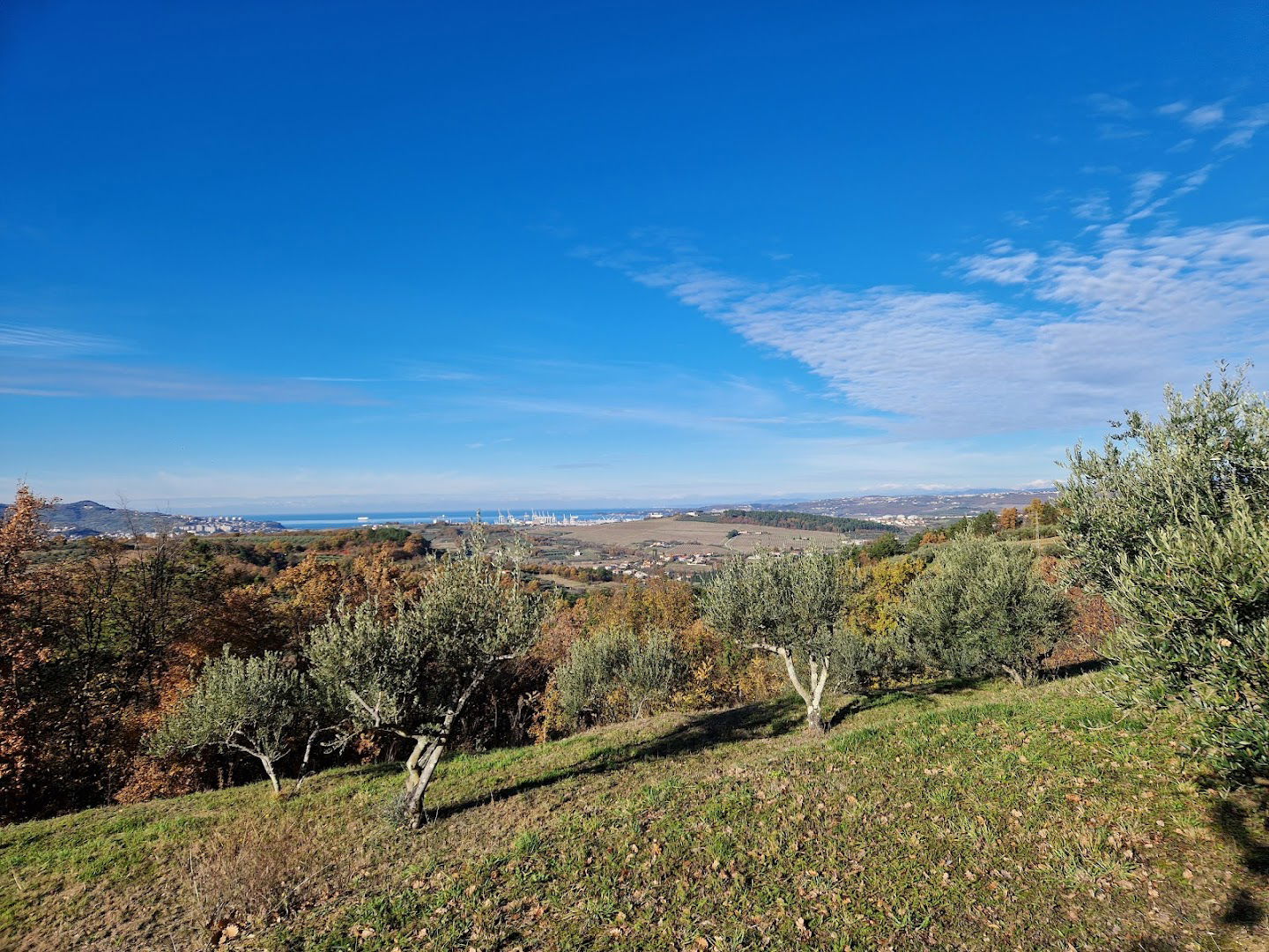 Olive area Marezige