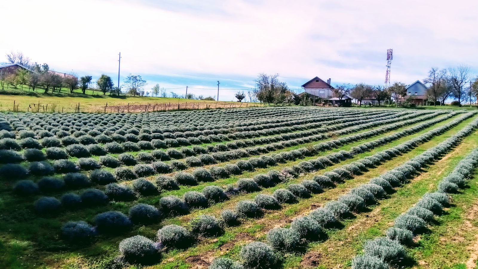 OPG IRENA VOZDECKI PLANT 2