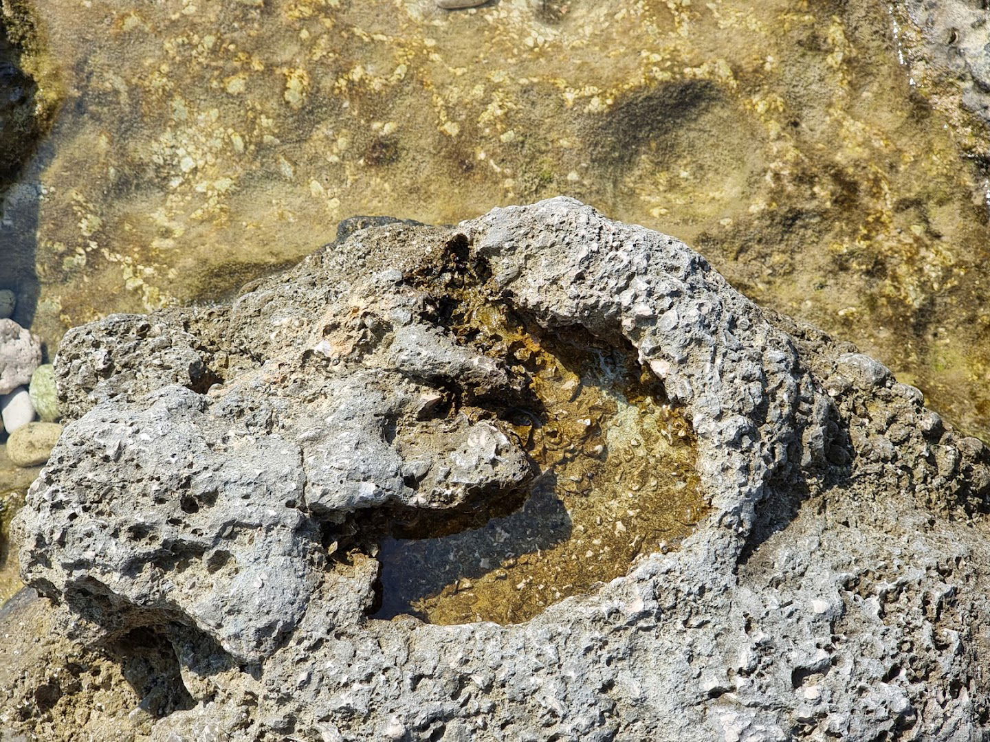 Dino footprint