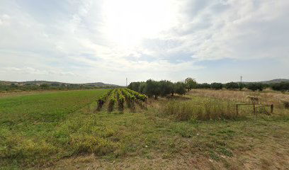 OPG Tomislav Perica, Maslinik Velim 2