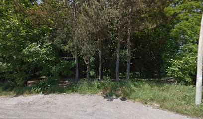 Голубые ели