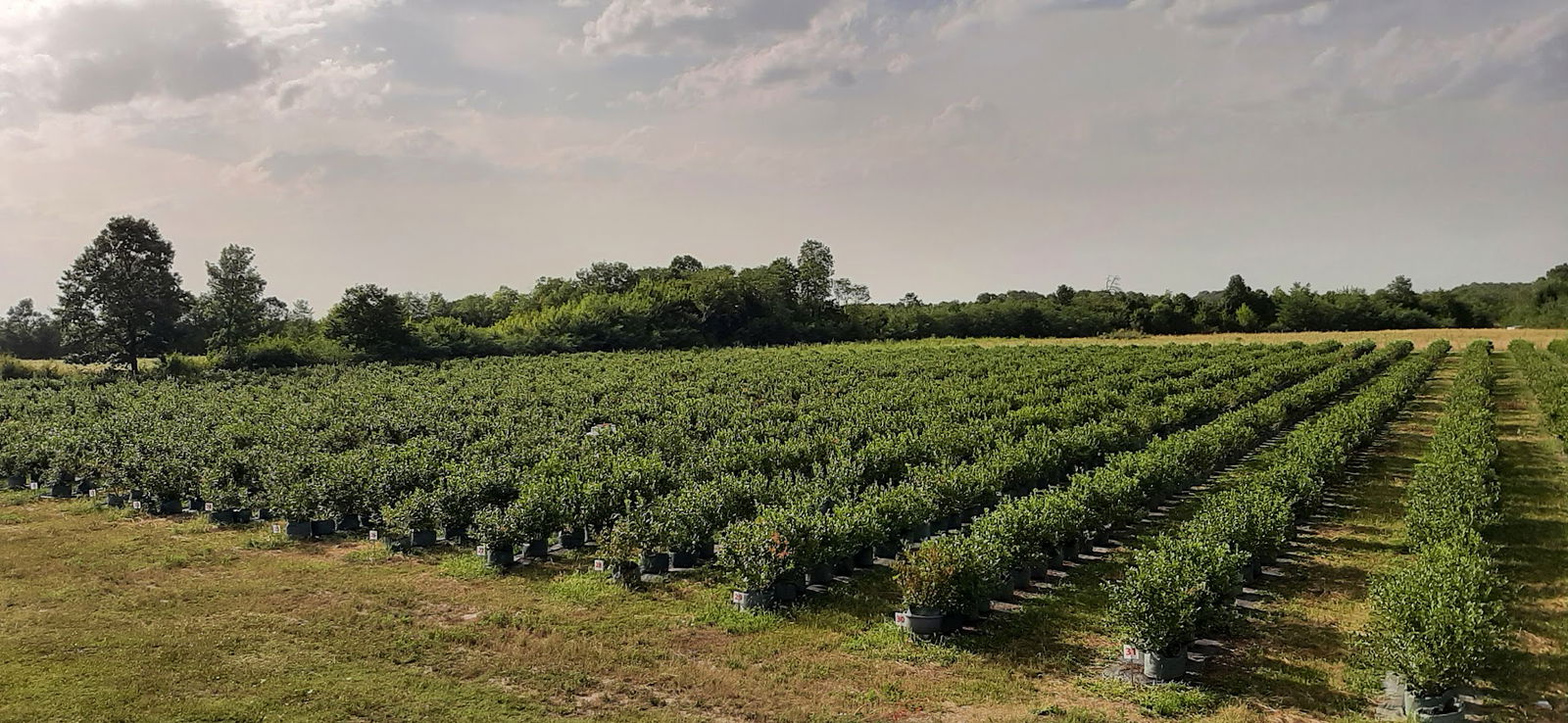 Poljoprivredno gazdinstvo Ivanovic