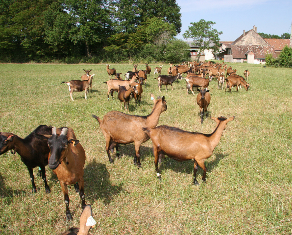 Farma koza Živković